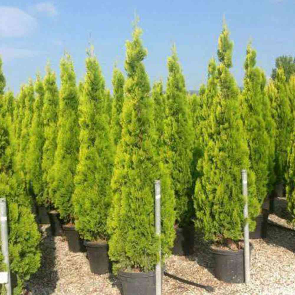 Golden Pyramid Arborvitae