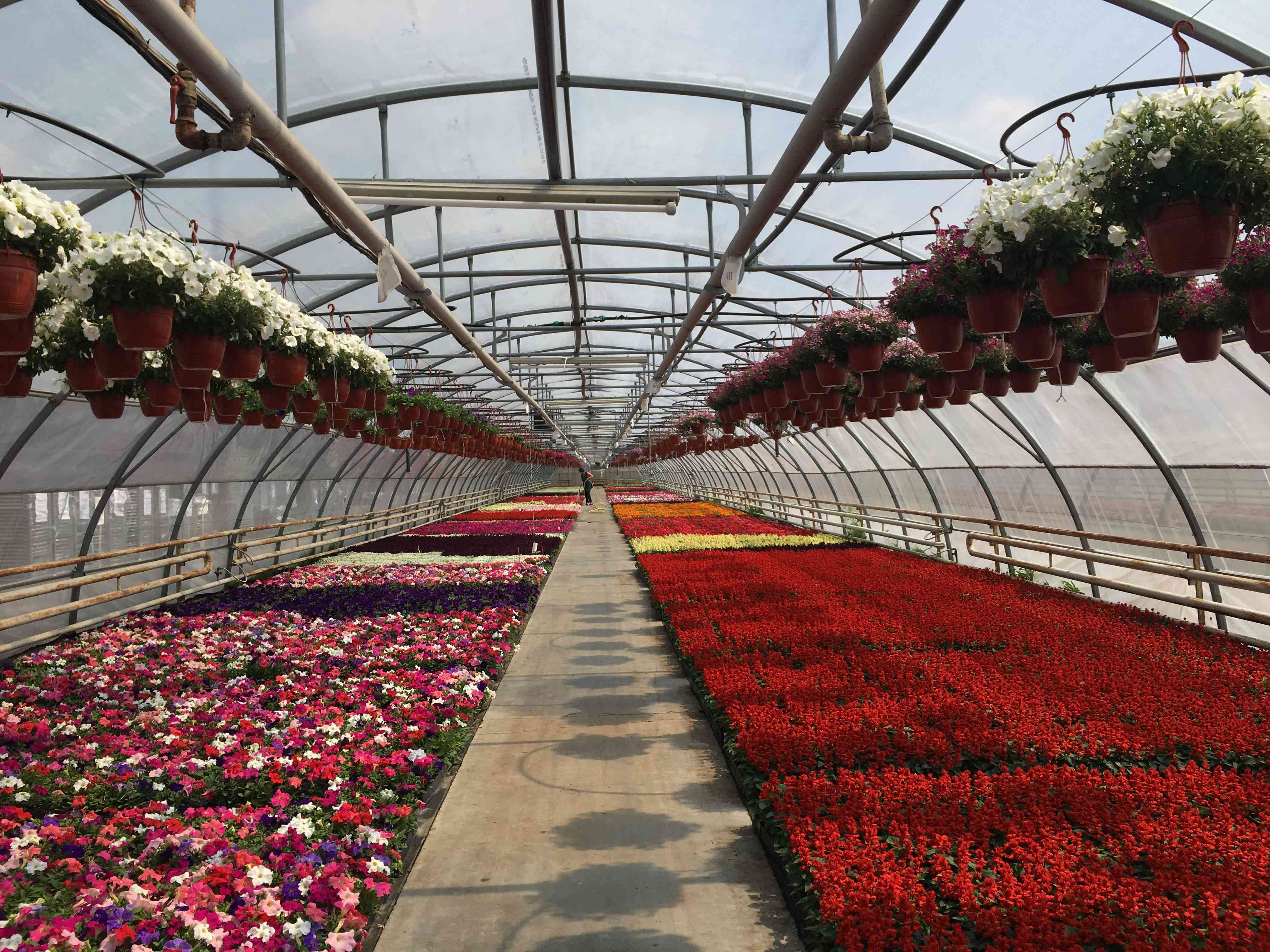 ANKARA GÖLBAŞI MUNICIPALITY - ANKARA - FLOWER GREENHOUSE