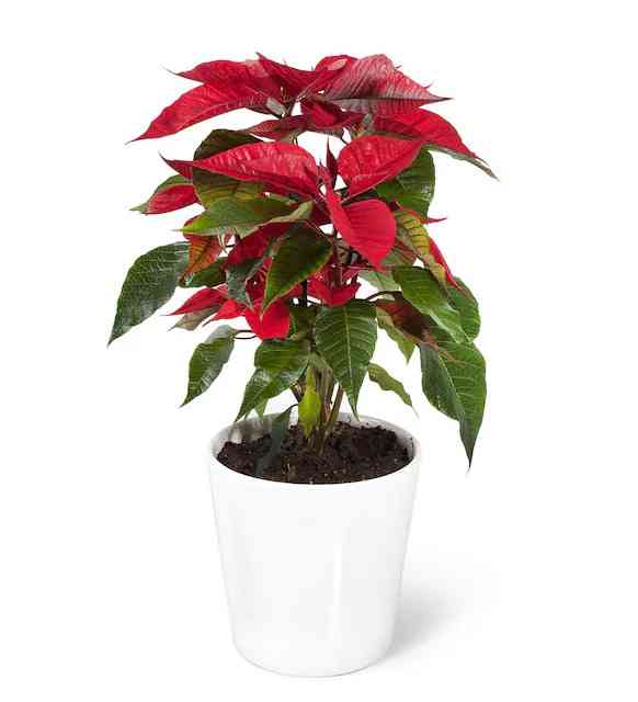 Poinsettia