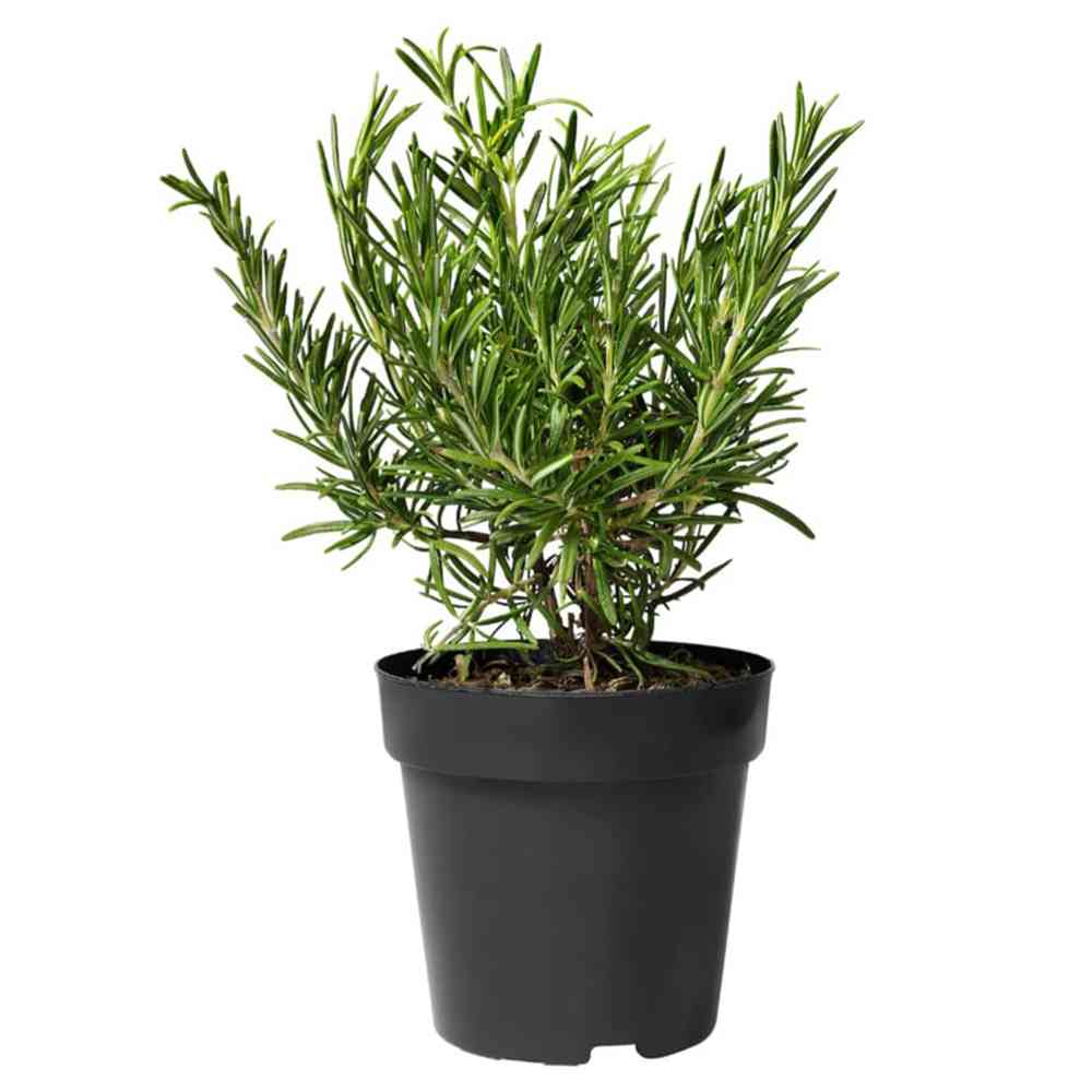 Rosemary