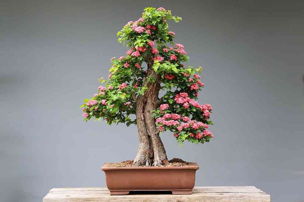 Bonsai Bitkileri