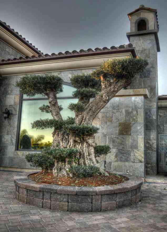 Bonsai Olive