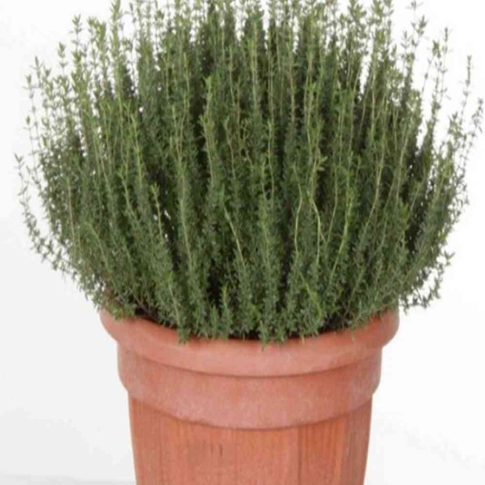 Oregano