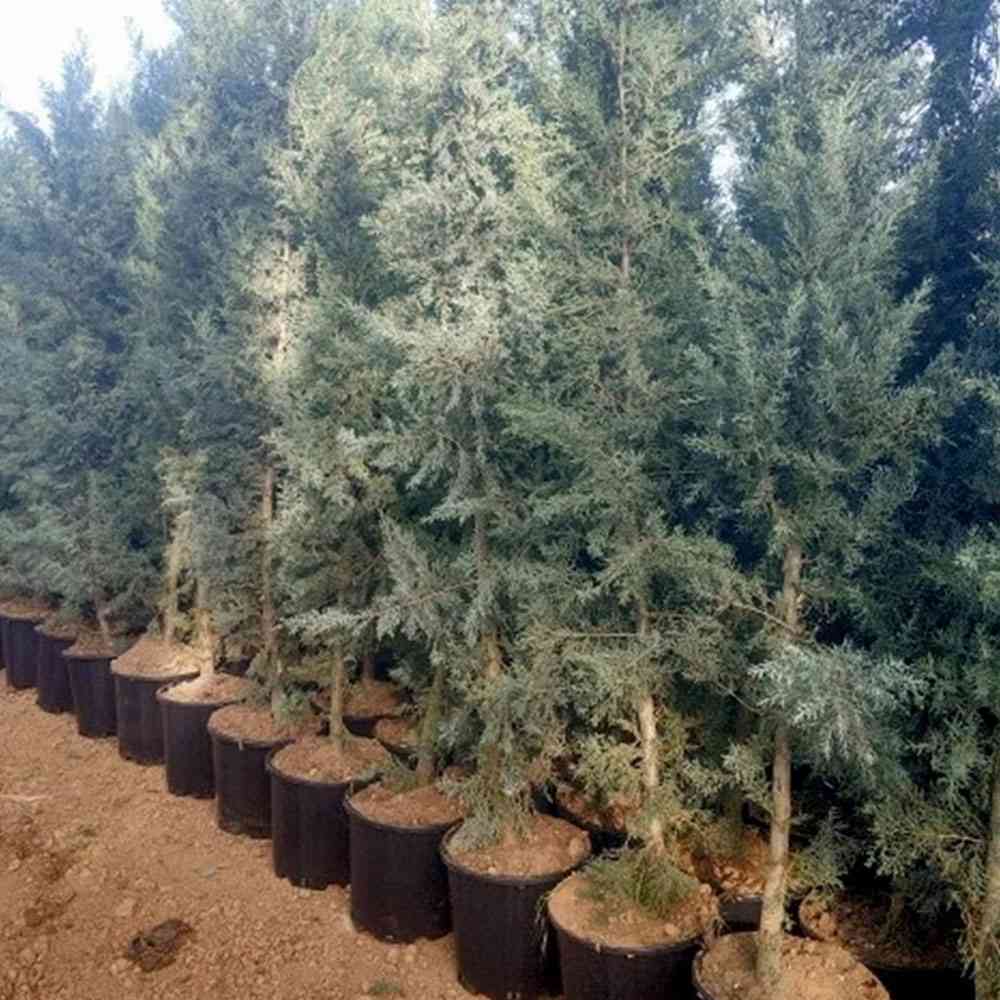 Blue Cypress (2 m)