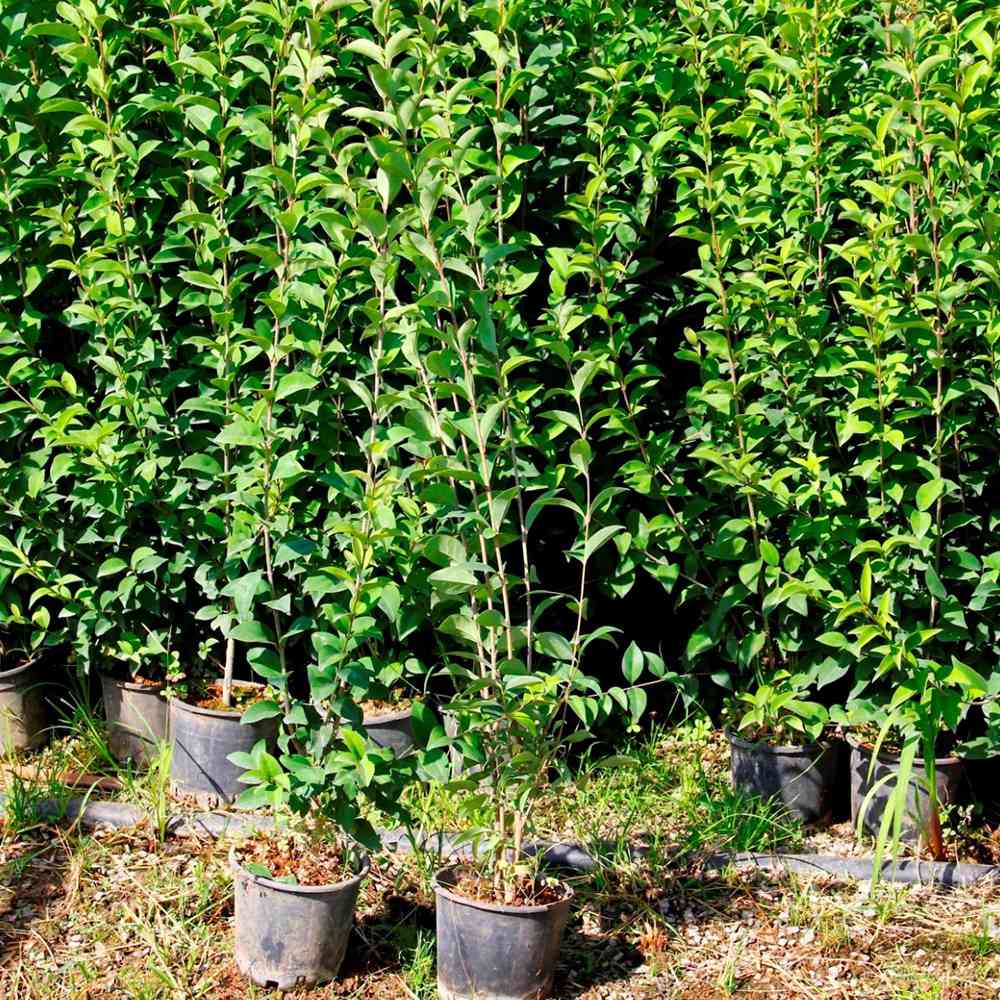 Ligustrum