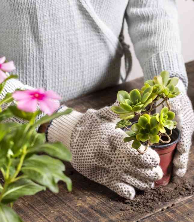 Garden Care and Pruning