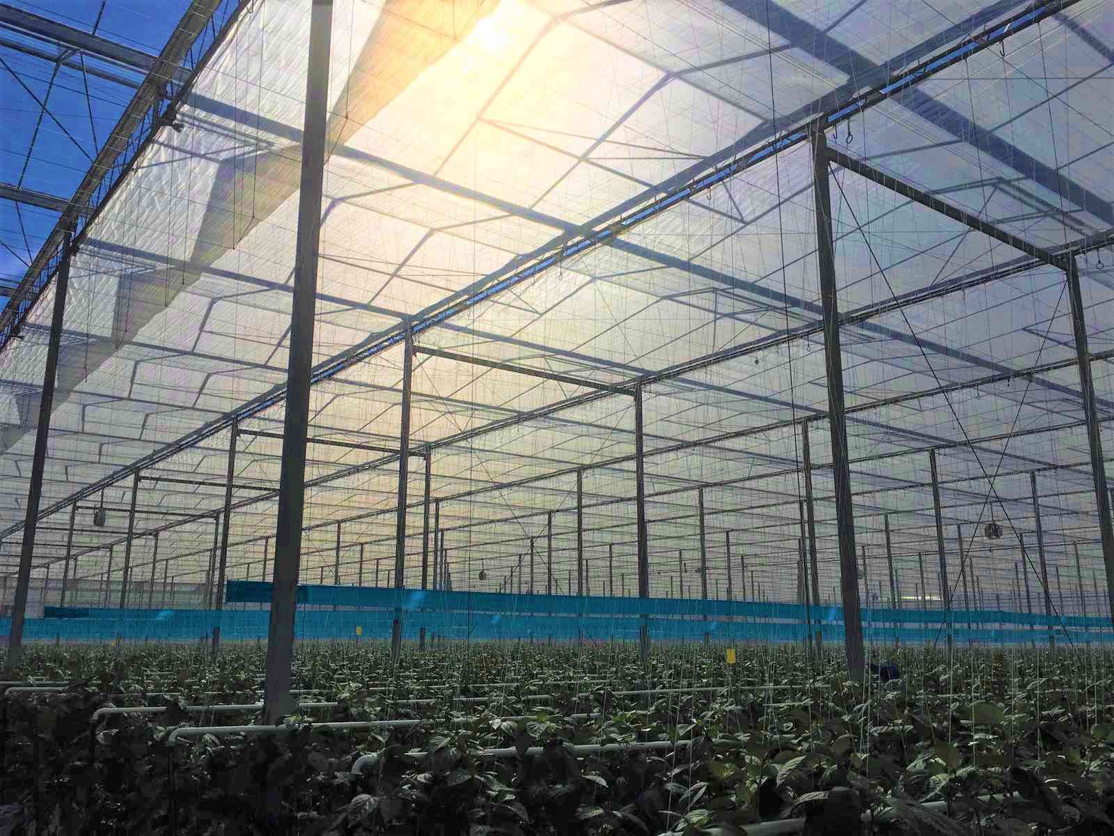 Greenhouse Thermal Curtain