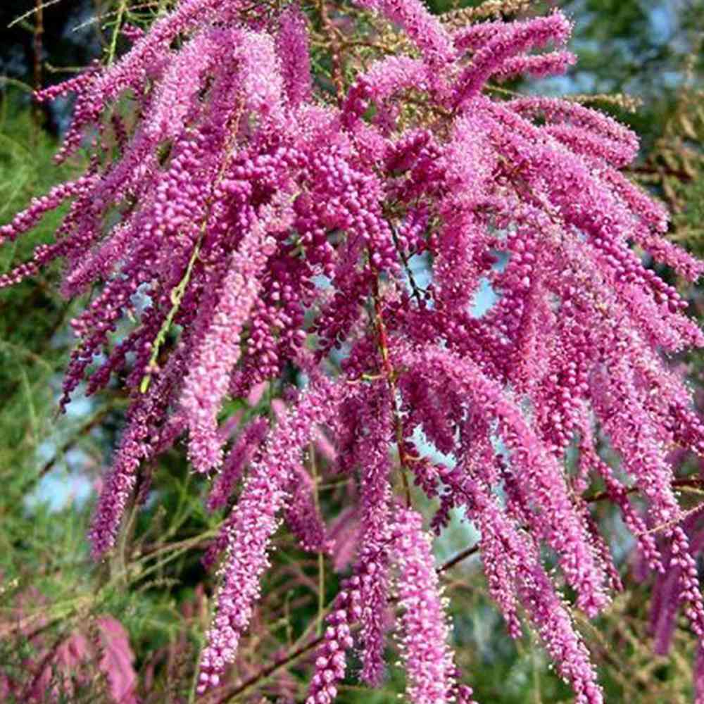 Tamarisk