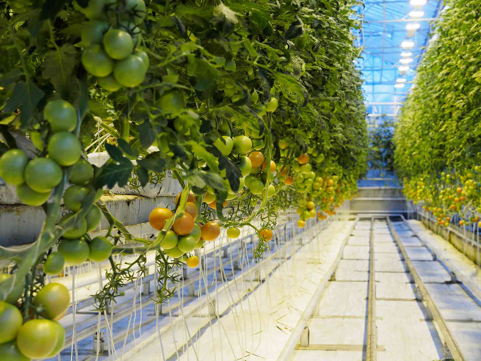 Geothermal Greenhouse