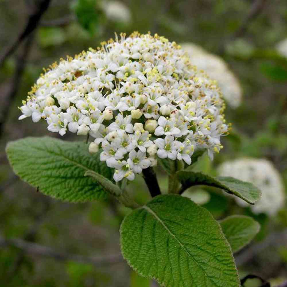 Snowball Hairy