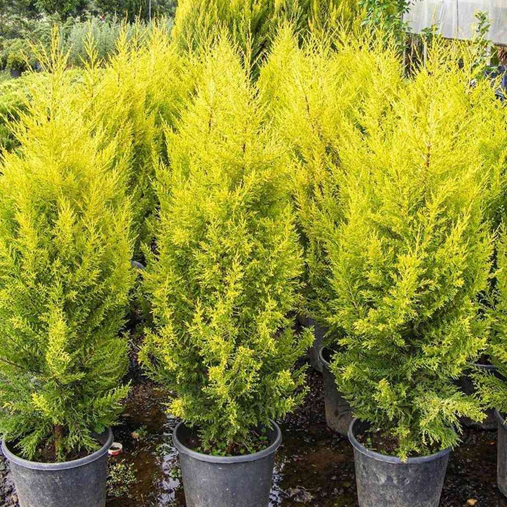 Lemon cypress (0.5M)