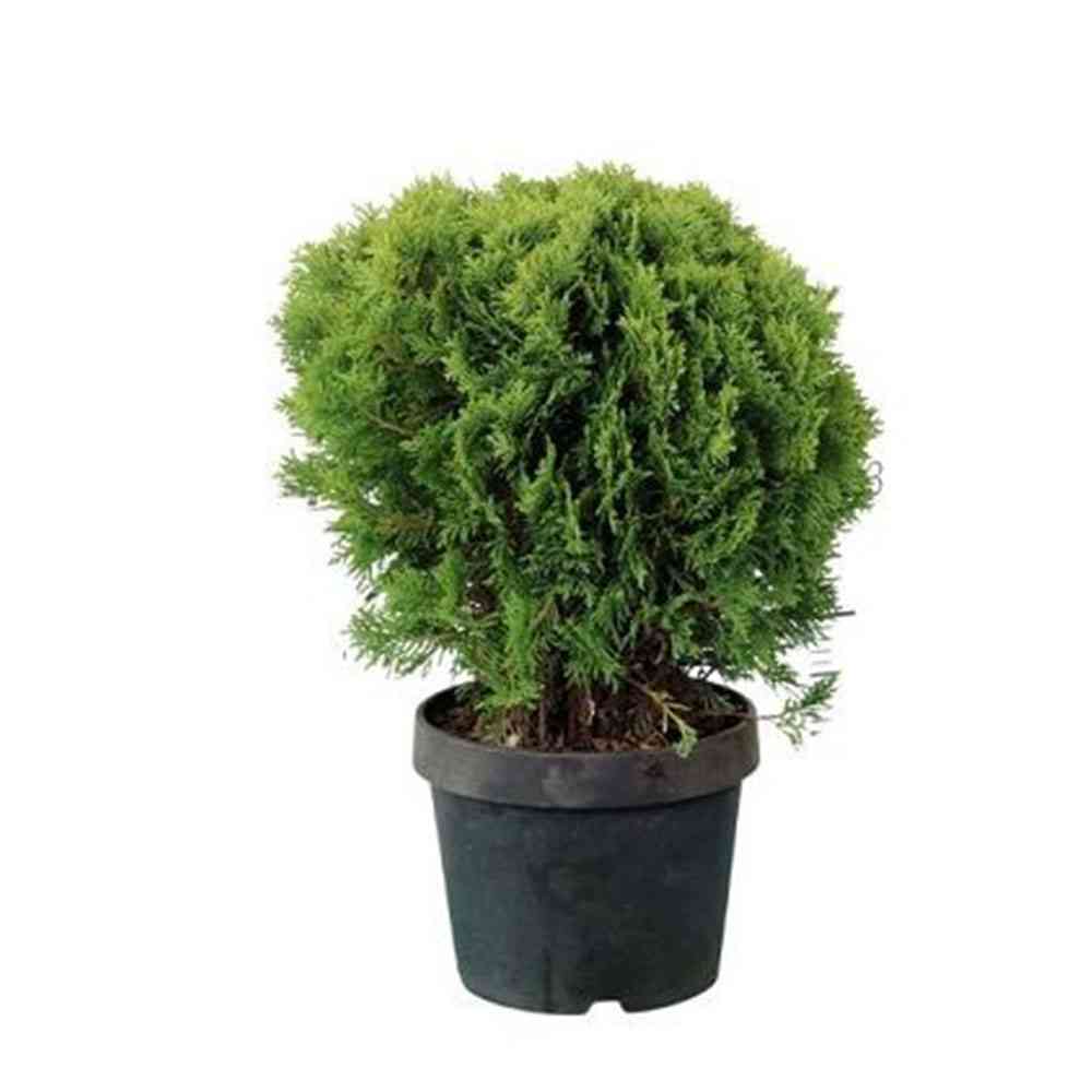 Thuja Top