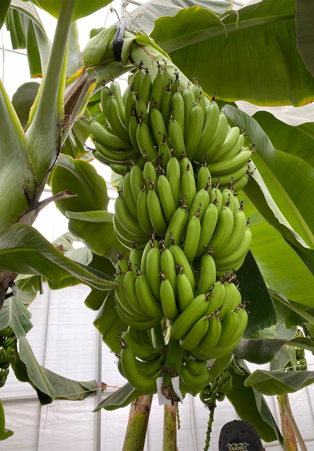 Banana Greenhouse