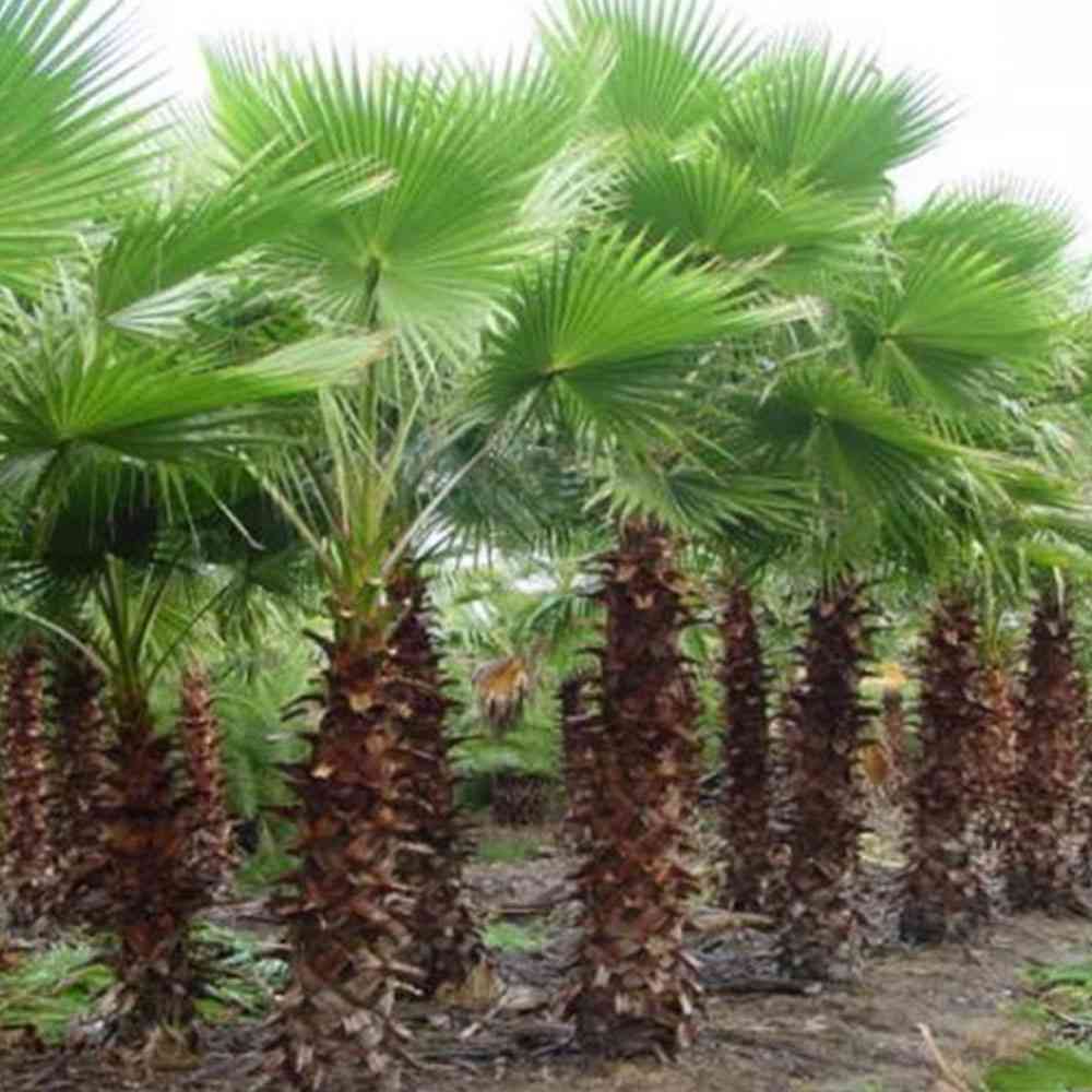 Washington Palm