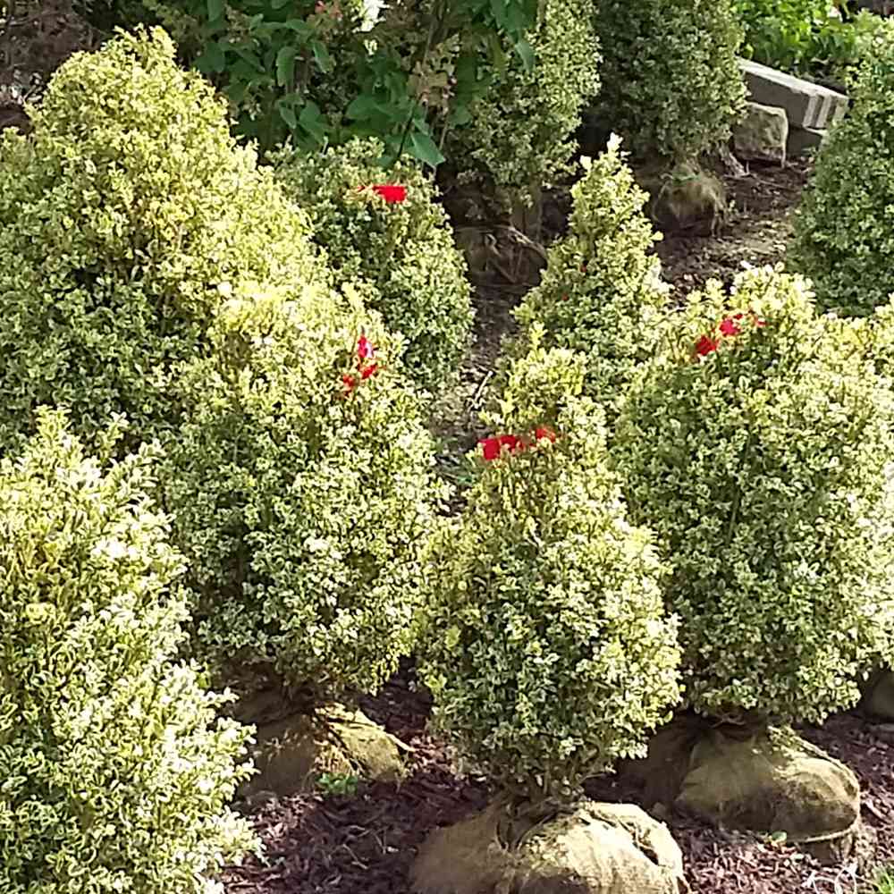 Boxwood Pyramid