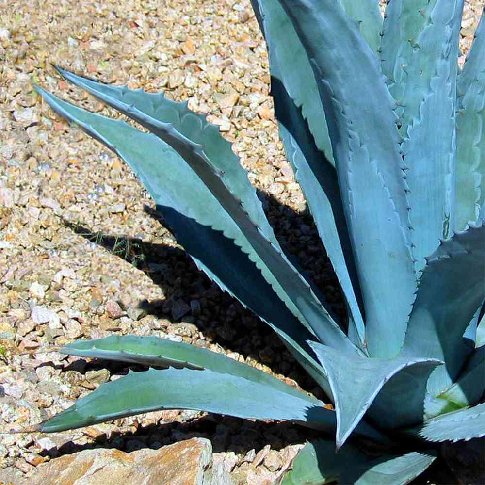 Tree of Patience (Agave)