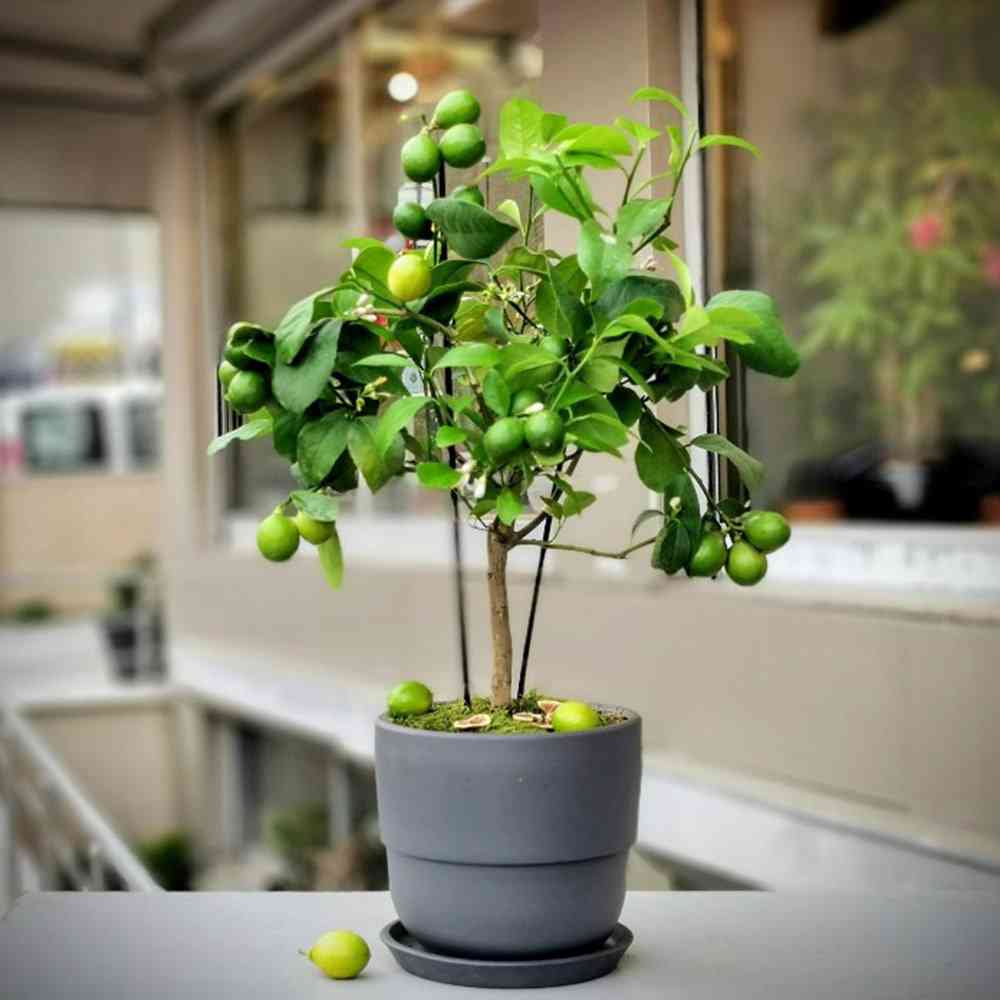 Potted Lemon