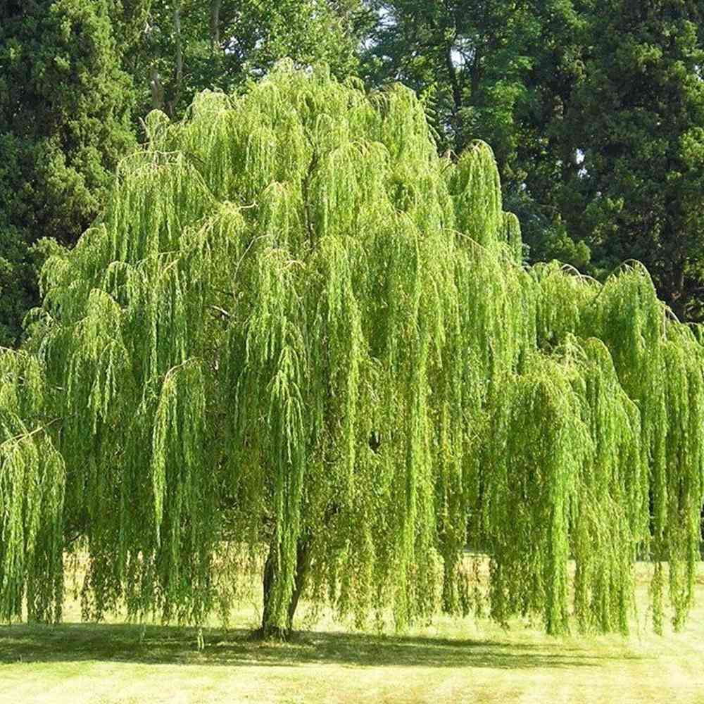 Weeping Willow