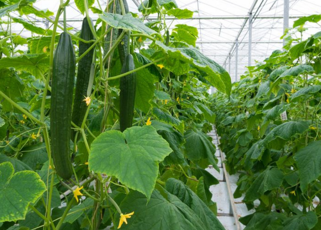 Soilless Vegetable Greenhouse