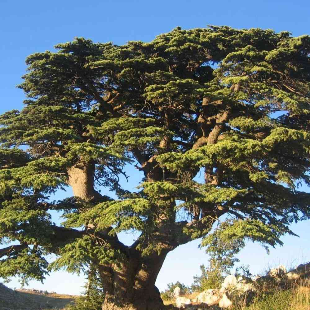 Cedar tree