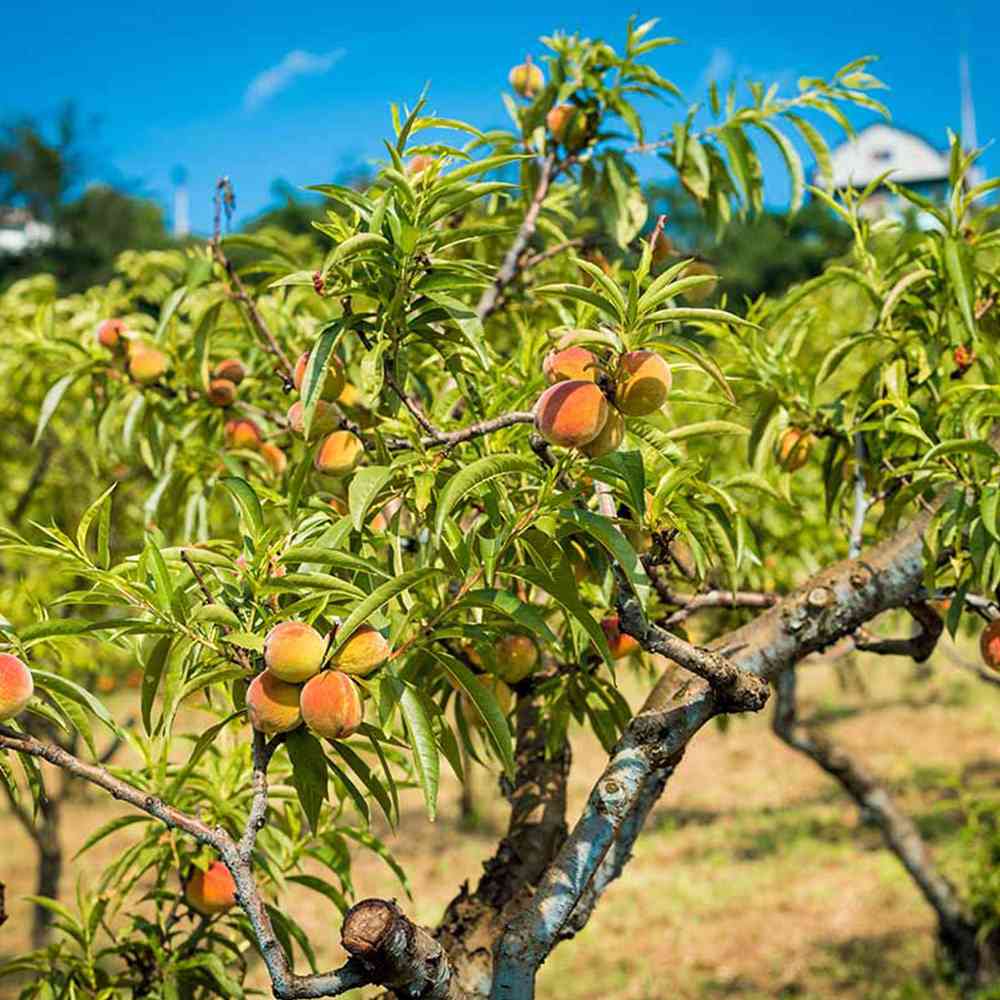 Peach tree