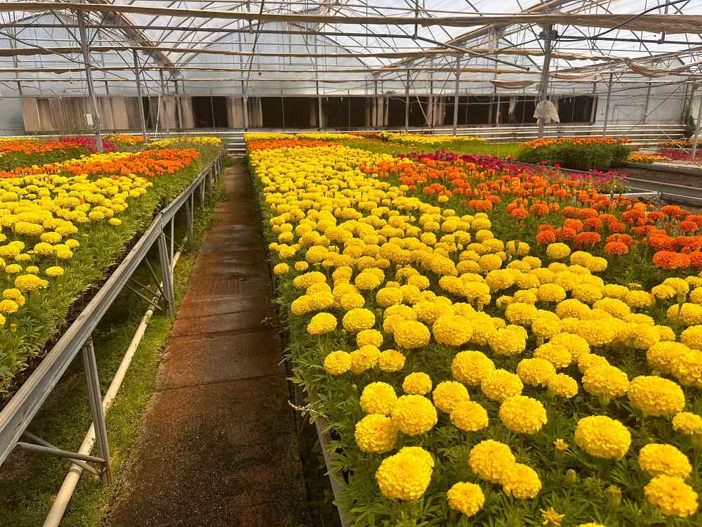 Soilless Flower Greenhouse