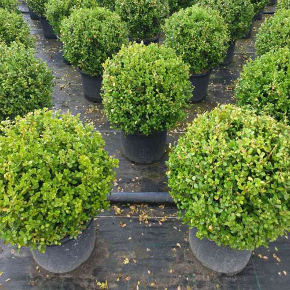 Boxwood Tree Small