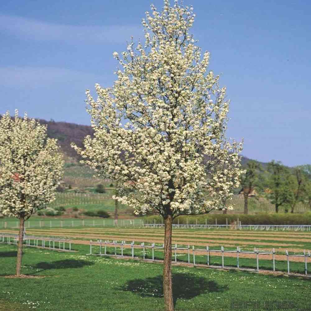 Ornamental Pear