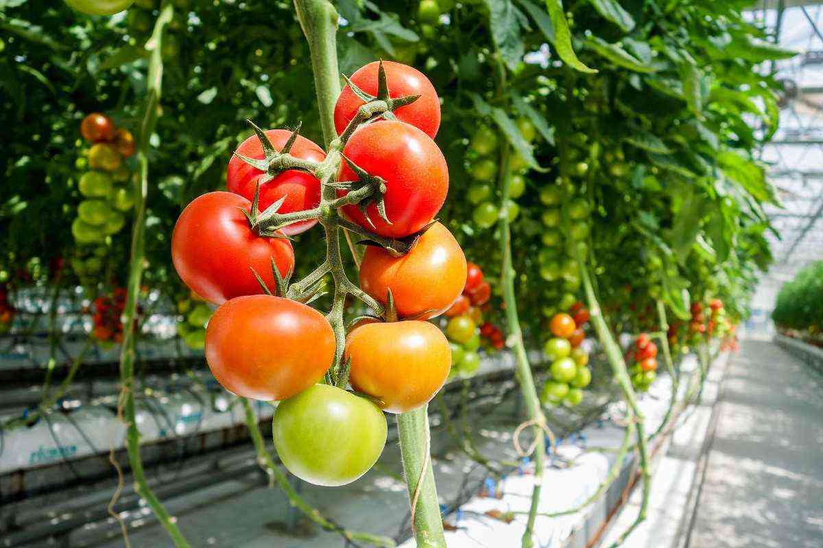 Tomato Greenhouse