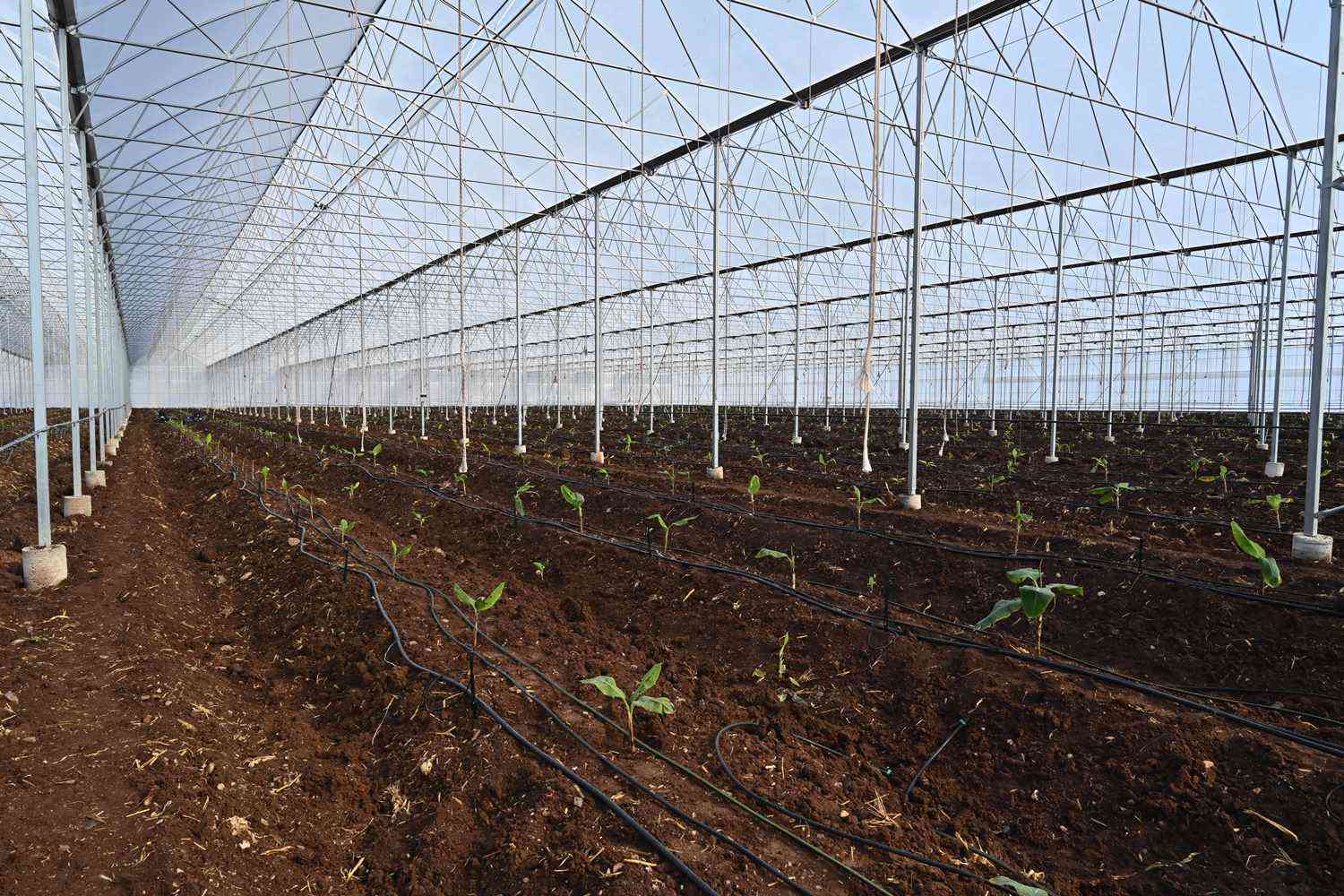 İska Sera ile Topraklı Domates Serası: Verimli ve Sağlıklı Üretim