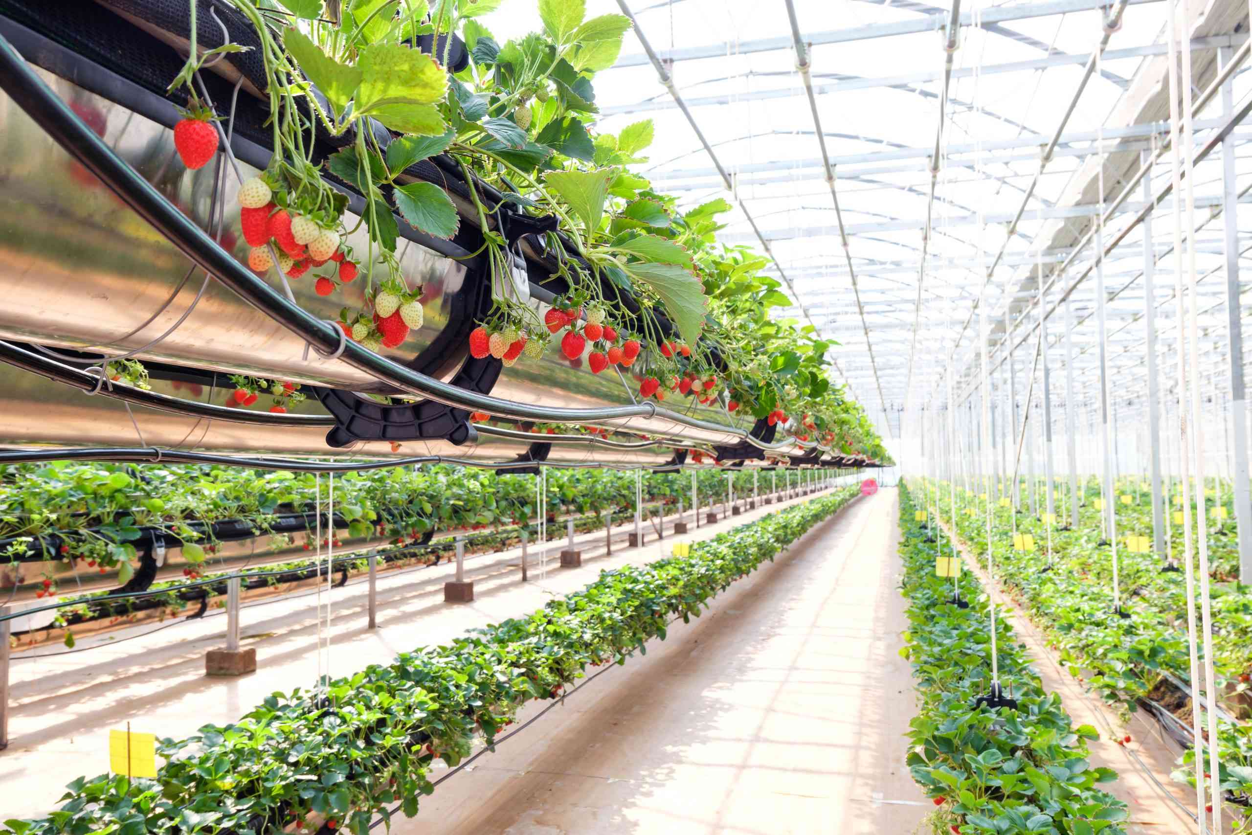 KIZILCAHAMAM MUNICIPALITY - ANKARA - SOILLESS STRAWBERRY GREENHOUSE