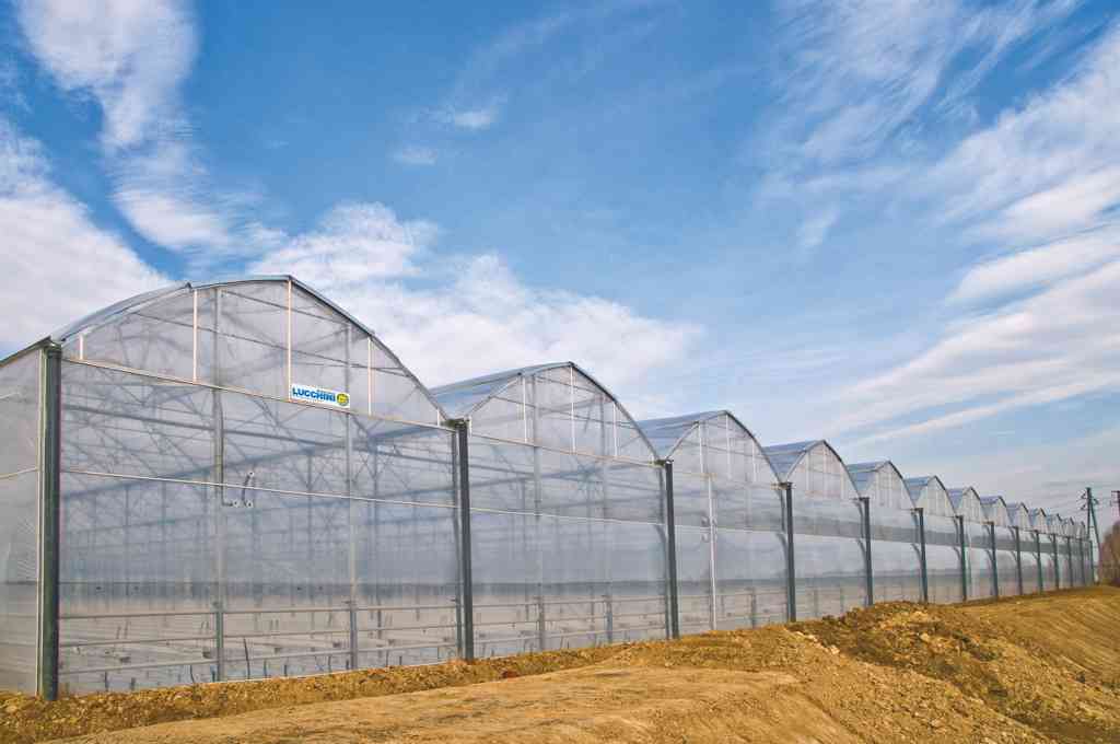 EL SADIG ELSHARANI ABDELWAHAB MOHAMEDALI - KHOURTOUM - SOILLESS STRAWBERRY GREENHOUSE