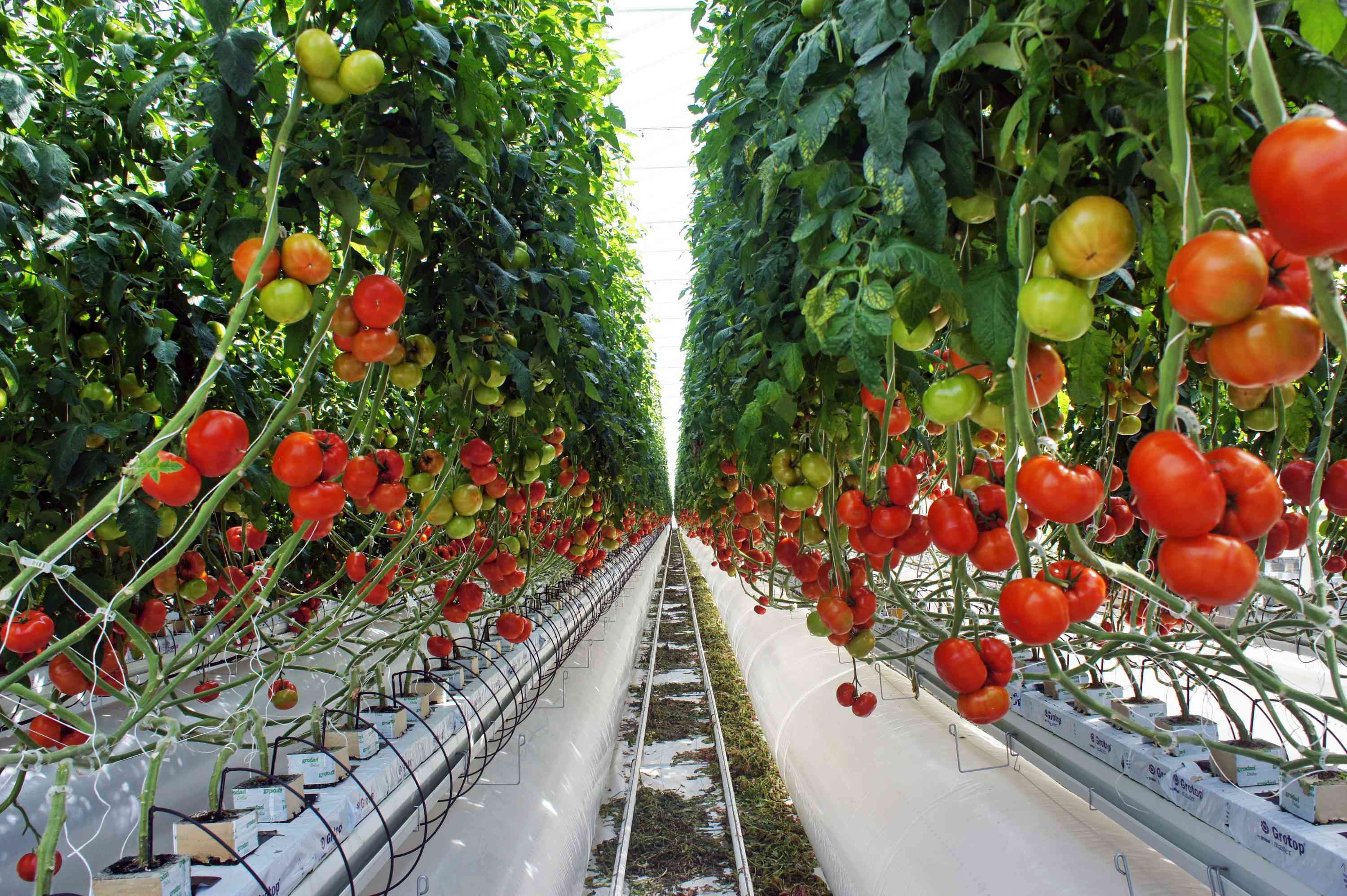 Soilless Tomato Greenhouse