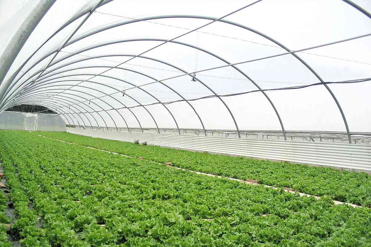 Tunnel Greenhouses