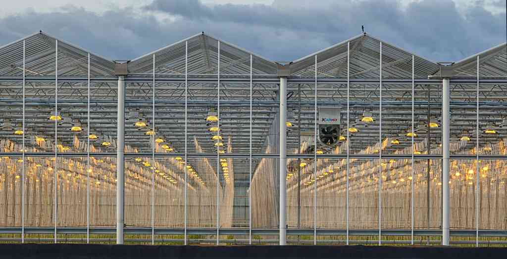 Venlo Greenhouses