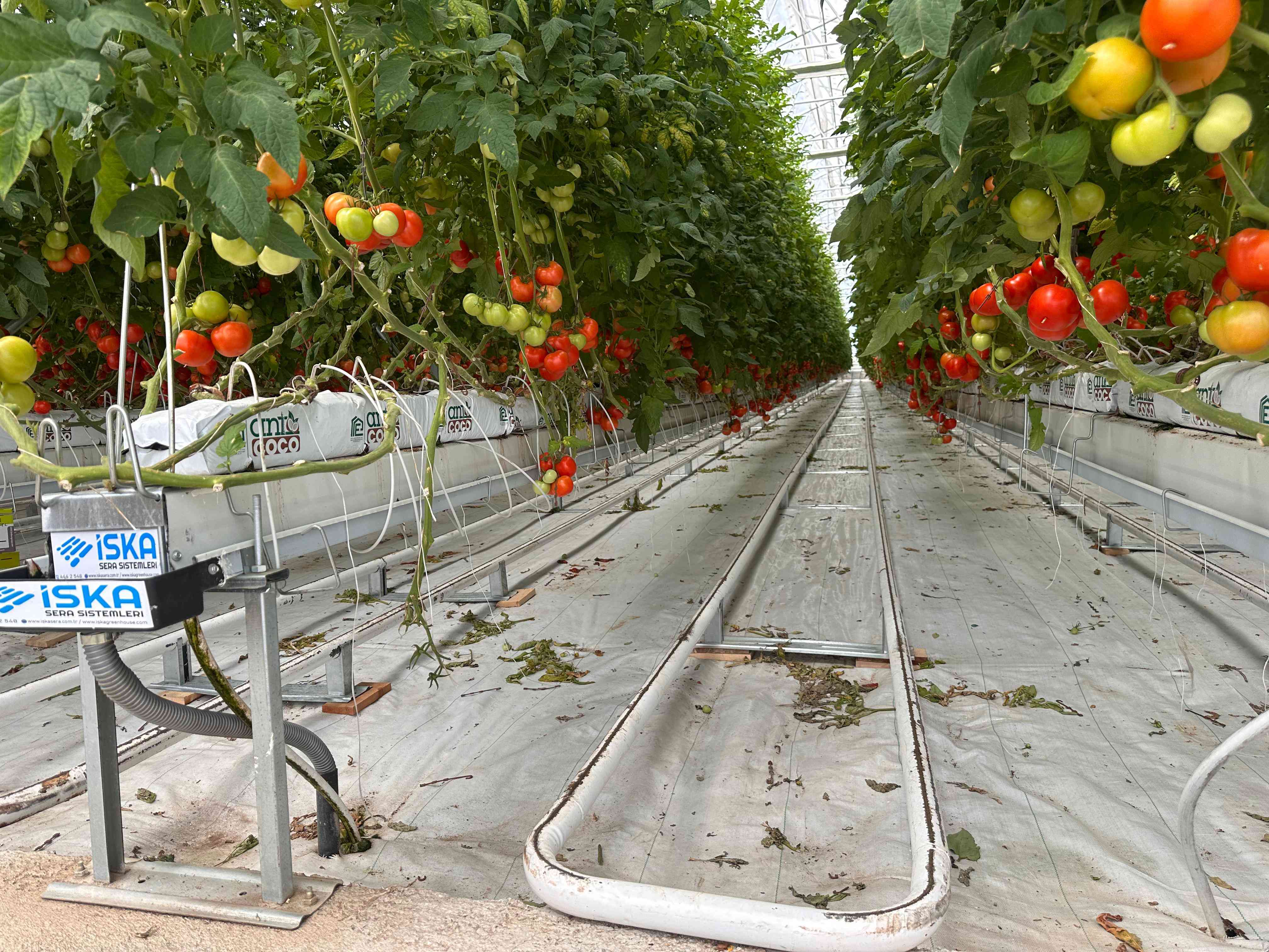 Greenhouse Ground Cover