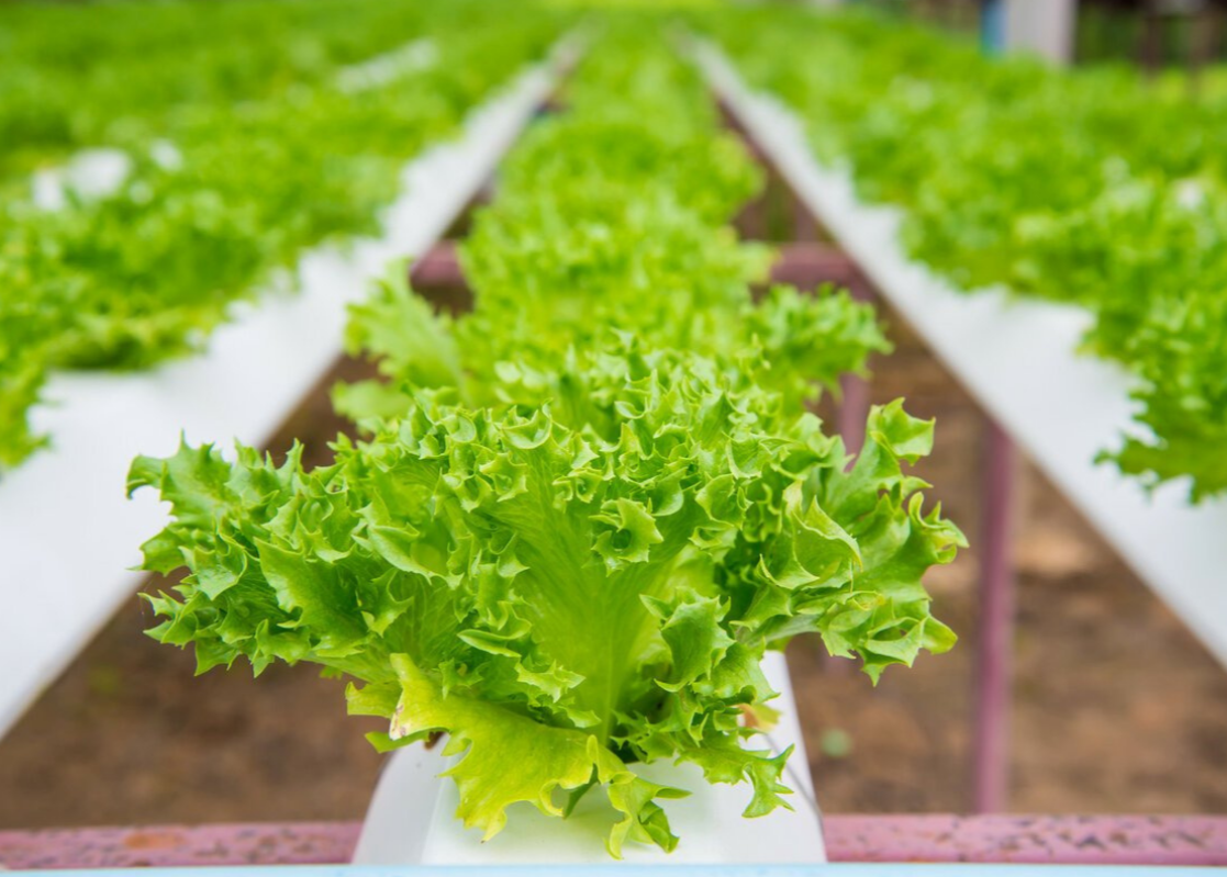 Hydroponic Greenhouse