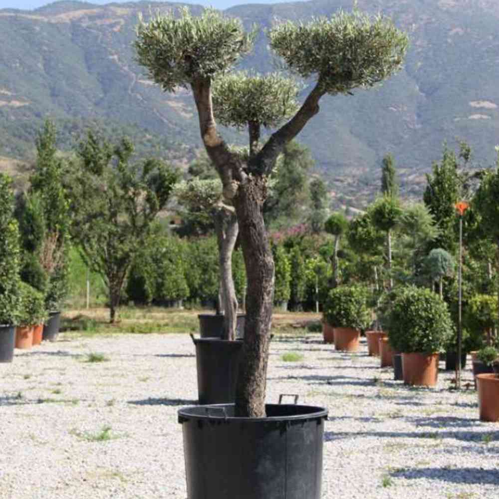 Bonsai Zeytin